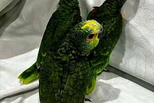 Amazonka niebieskoczelna ręcznie karmiona, Pomorskie, Prabuty