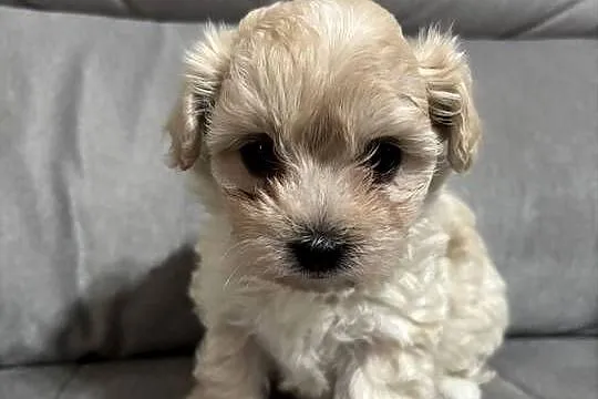 Maltipoo Suczka