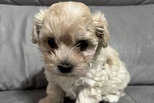 Maltipoo Suczka, Śląskie, Zawiercie
