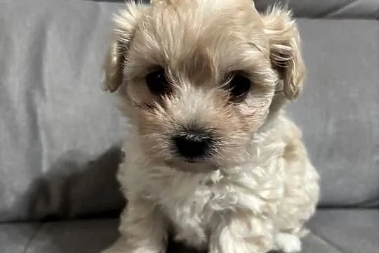 Maltipoo Suczka, Śląskie, Zawiercie