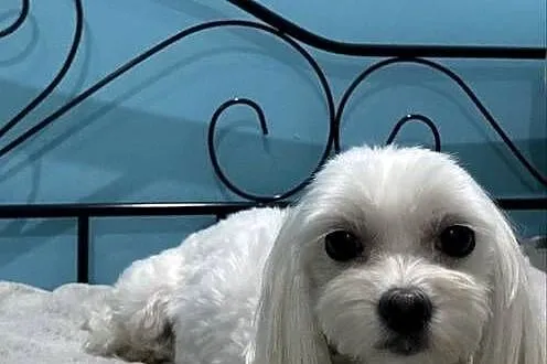 Maltipoo Suczka, Śląskie, Zawiercie