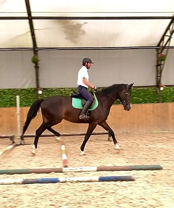 Klacz po Contender Son, ,