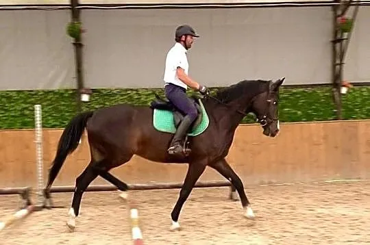 Klacz po Contender Son, , 