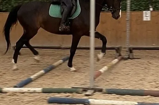 Klacz po Contender Son, , 