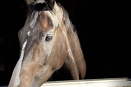 Klacz po Contender Son, , 