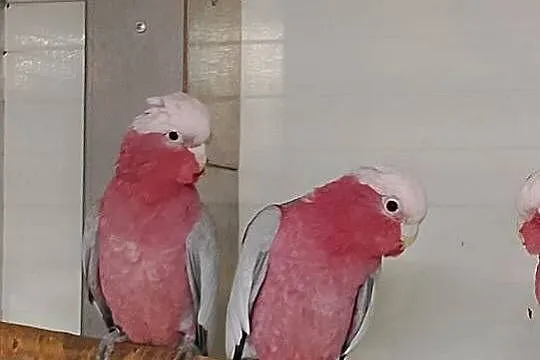 Kakadu różowe para