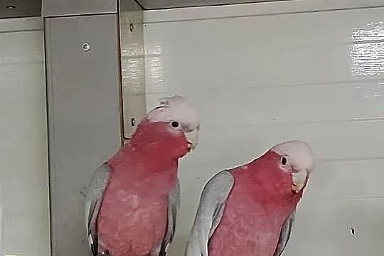 Kakadu różowe para, Opolskie, Strzeleczki