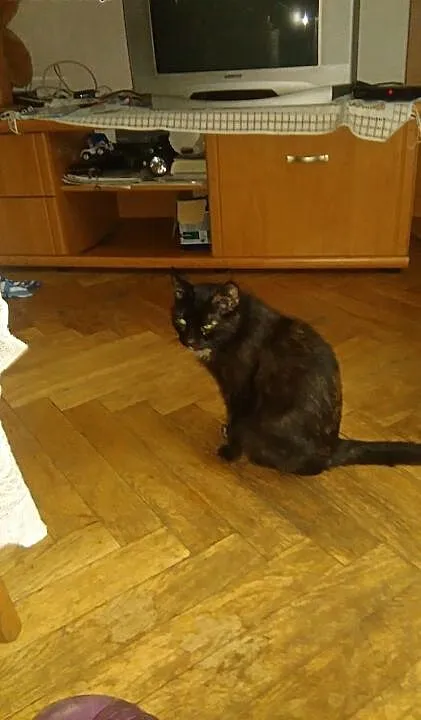 Kochana kotka szuka domu, kujawsko-pomorskie Bydg