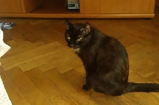 Kochana kotka szuka domu,  kujawsko-pomorskie Bydg