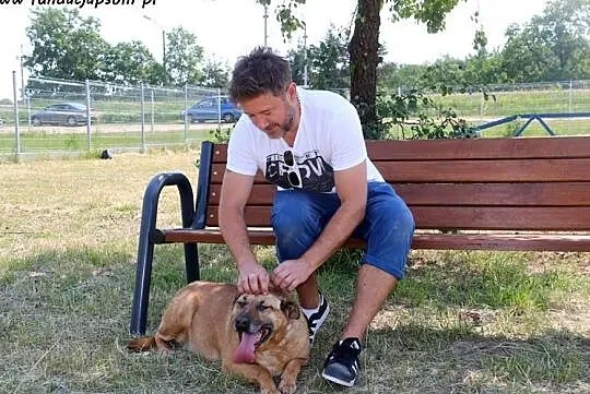 Kompan- cudownego psiaka do adopcji poleca Andrzej Piaseczny