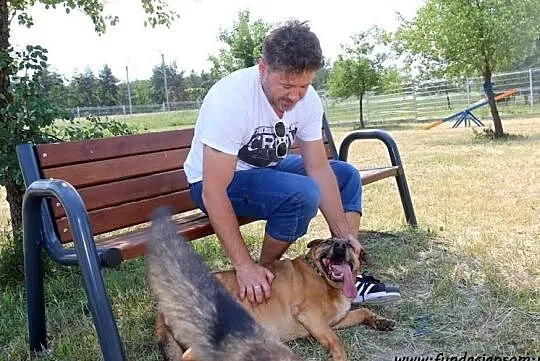 Kompan- cudownego psiaka do adopcji poleca Andrzej Piaseczny, Mazowieckie, Nowy Dwór Mazowiecki