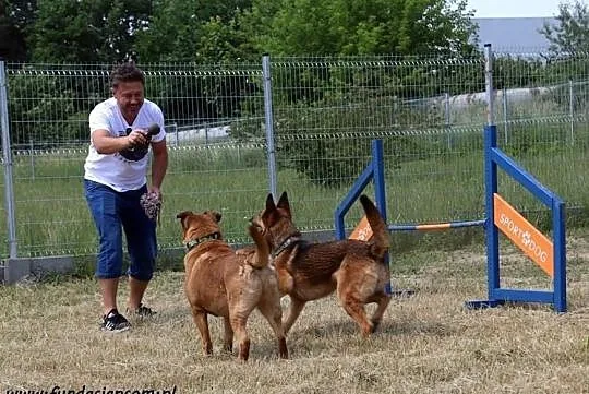 Kompan- cudownego psiaka do adopcji poleca Andrzej Piaseczny, Mazowieckie, Nowy Dwór Mazowiecki