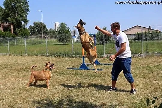 Kompan- cudownego psiaka do adopcji poleca Andrzej Piaseczny, Mazowieckie, Nowy Dwór Mazowiecki