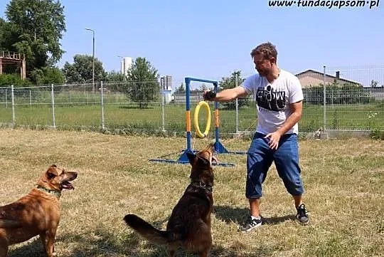 Kompan- cudownego psiaka do adopcji poleca Andrzej Piaseczny, Mazowieckie, Nowy Dwór Mazowiecki