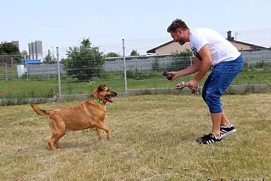 Kompan- cudownego psiaka do adopcji poleca Andrzej Piaseczny, Mazowieckie, Nowy Dwór Mazowiecki