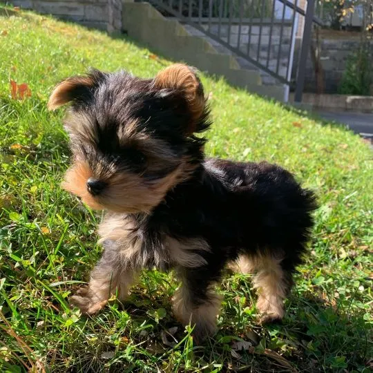 Nasza suczka urodziła piękne szczenięta rasy Yorkshire terrier., Wielkopolskie, Poznań