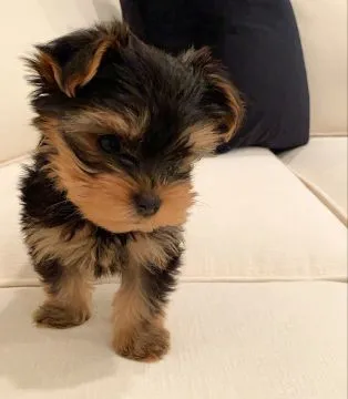 Nasza suczka urodziła piękne szczenięta rasy Yorkshire terrier., Wielkopolskie, Poznań