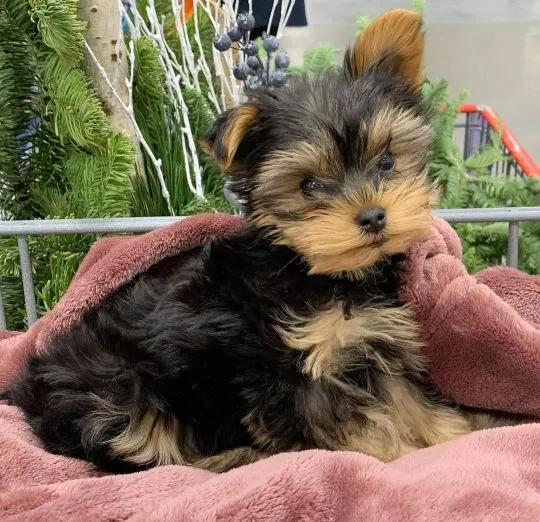 Nasza suczka urodziła piękne szczenięta rasy Yorkshire terrier., Wielkopolskie, Poznań