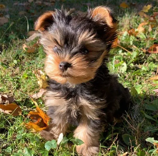 Nasza suczka urodziła piękne szczenięta rasy Yorkshire terrier., Wielkopolskie, Poznań