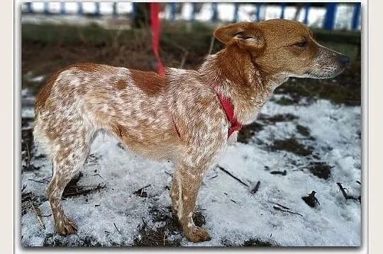 Roczna,mała 6 kg,łagodna,przytulaśna,sterylizowana sunia DROPCIA.Adopcja, Małopolskie, Kraków