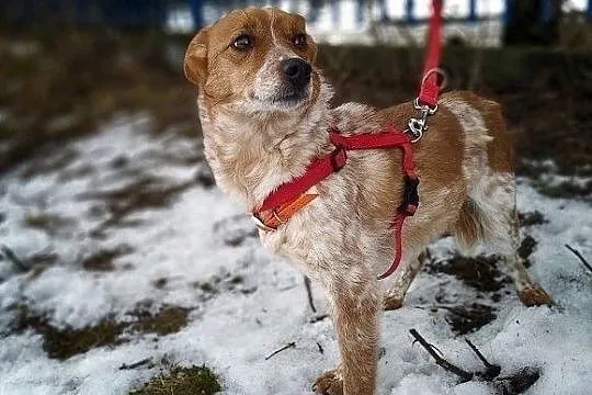 Roczna,mała 6 kg,łagodna,przytulaśna,sterylizowana sunia DROPCIA.Adopcja, Małopolskie, Kraków