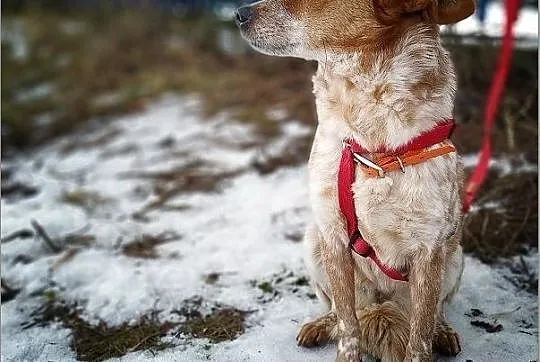 Roczna,mała 6 kg,łagodna,przytulaśna,sterylizowana sunia DROPCIA.Adopcja, Małopolskie, Kraków