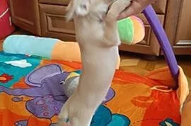 Chihuahua miniaturowa z rodowodem!!, Krusin