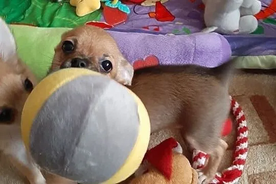 Chihuahua miniaturowa z rodowodem!!, Krusin