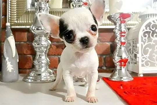 Malutki Antoś :)300 gram miłości:) Chihuahua 100%r, Grudziądz