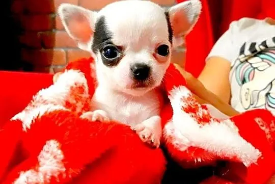 Malutki Antoś :)300 gram miłości:) Chihuahua 100%r, Grudziądz