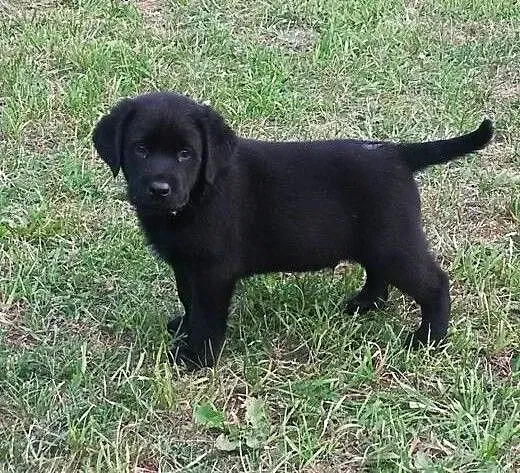 Sprzedam szczeniaki Labradora czarne, podlaskie B