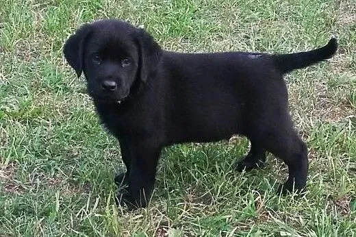 Sprzedam szczeniaki Labradora czarne,  podlaskie B