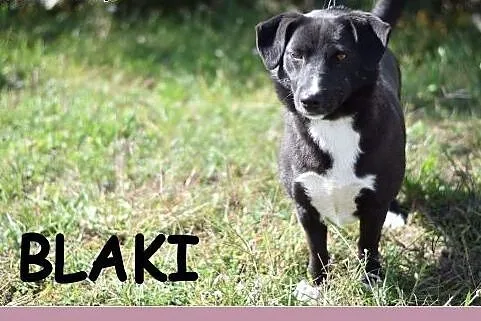 10 kg, sympatyczny,towarzyski,kontaktowy rodzinny psiak BLAKI.Adopcja ,  małopolskie Kraków