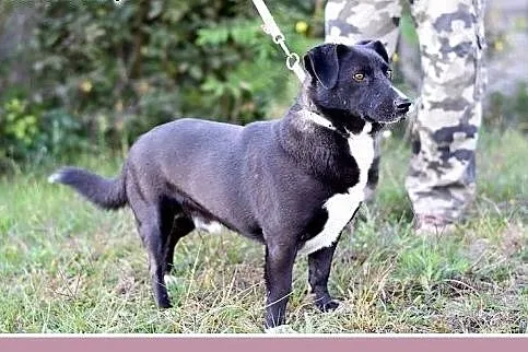 10 kg, sympatyczny,towarzyski,kontaktowy rodzinny 