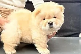 CHOW CHOW szczenięta kremowe