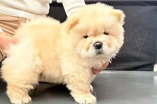 CHOW CHOW szczenięta kremowe