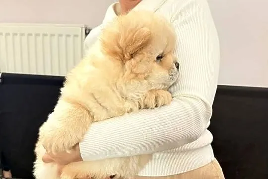 CHOW CHOW szczenięta kremowe, Łódzkie, Łódź