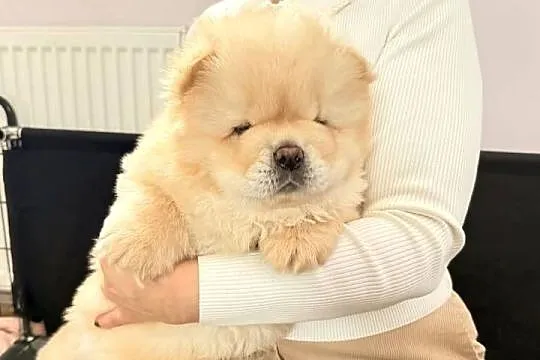 CHOW CHOW szczenięta kremowe, Łódzkie, Łódź