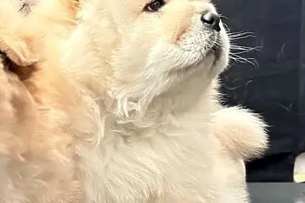CHOW CHOW szczenięta kremowe, Łódzkie, Łódź