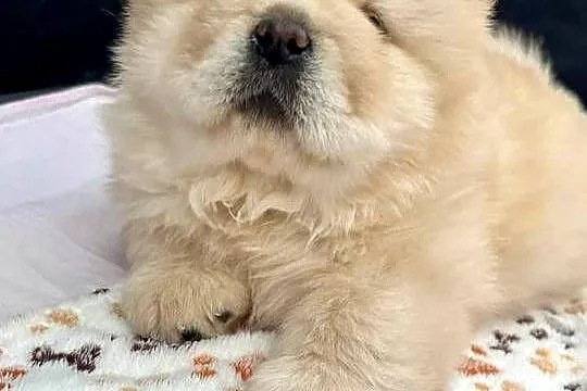 CHOW CHOW szczenięta kremowe, Łódzkie, Łódź