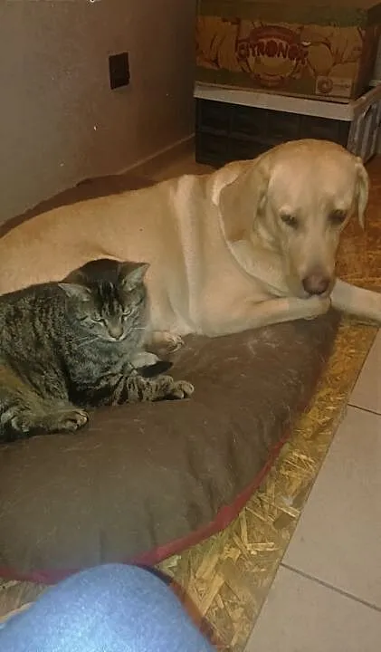 Oddam w dobre ręce sukę Labradora , zachodniopomo