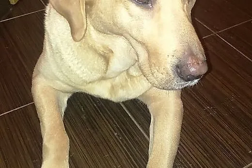 Oddam w dobre ręce sukę Labradora ,  zachodniopomo