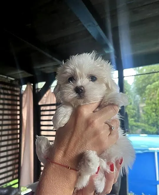 Mini Maltańczyk rodowód szczepienia, Śląskie, Częstochowa