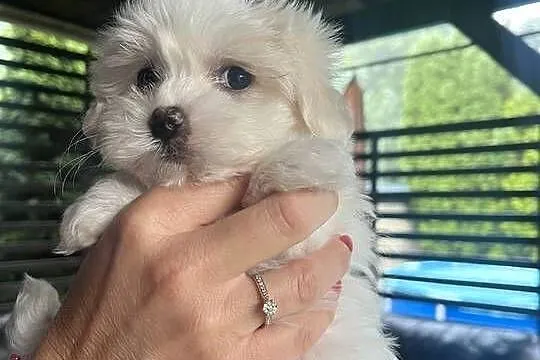 Mini Maltańczyk rodowód szczepienia, Śląskie, Częstochowa