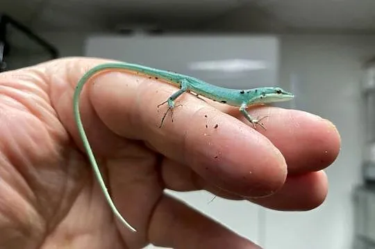jaszczurki trawiaste (T.dorsalis) z Japoni, odbiór w Gliwicach