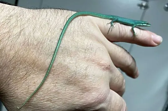jaszczurki trawiaste (T.dorsalis) z Japoni, odbiór w Gliwicach, Śląskie, Gliwice