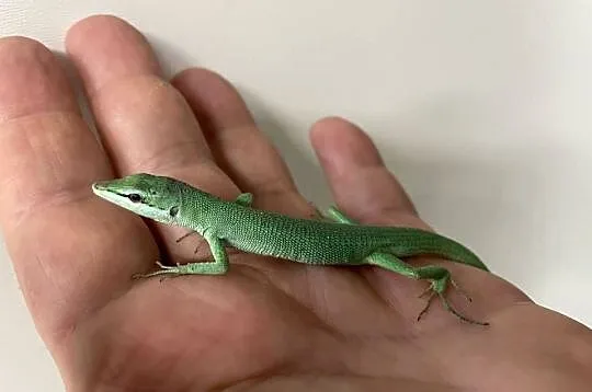 jaszczurki trawiaste (T.dorsalis) z Japoni, odbiór w Gliwicach, Śląskie, Gliwice