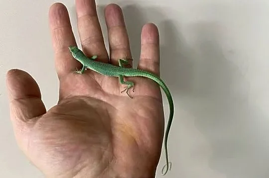 jaszczurki trawiaste (T.dorsalis) z Japoni, odbiór w Gliwicach, Śląskie, Gliwice