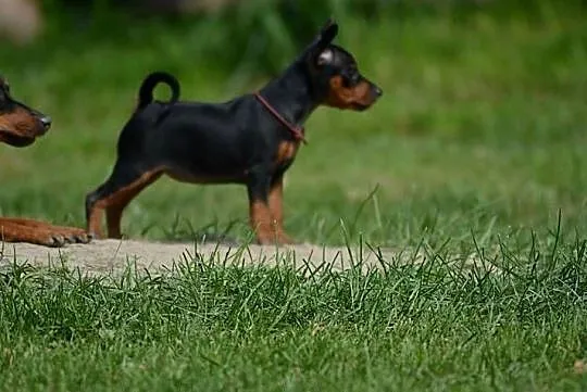 Pinczer miniaturowy ZKwP FCI - nieduża suczka, Lubelskie, Chełm