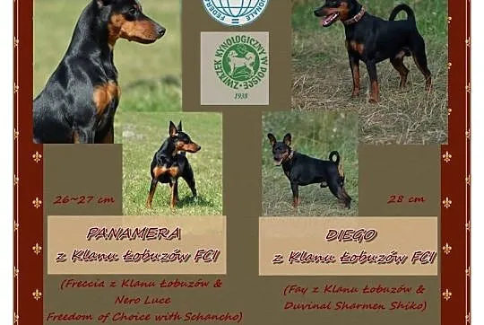 Pinczer miniaturowy ZKwP FCI - nieduża suczka, Lubelskie, Chełm